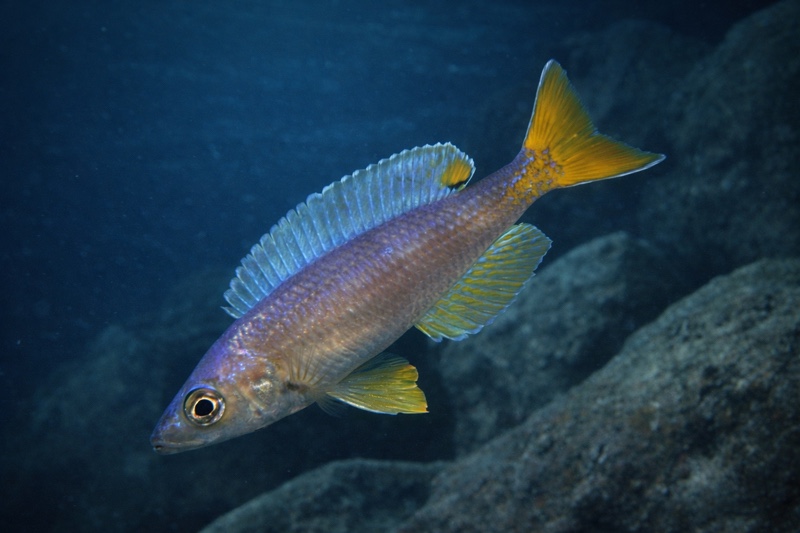 Cyprichromis leptosoma 'Utinta'